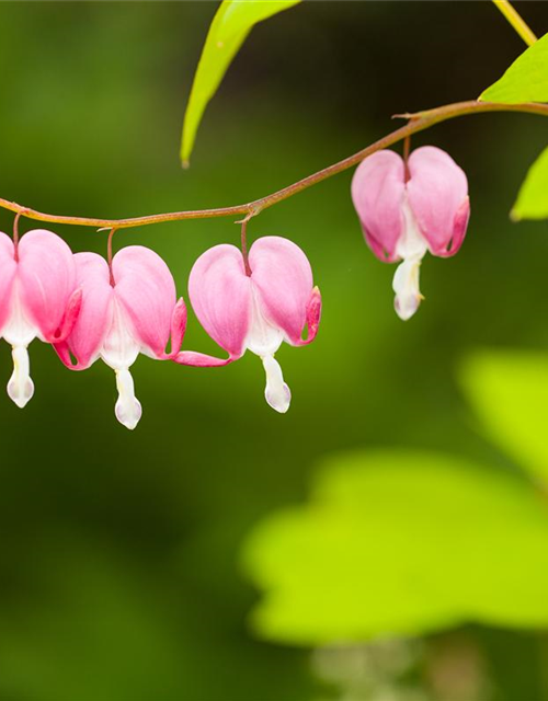 Dicentra spectabilis Mix