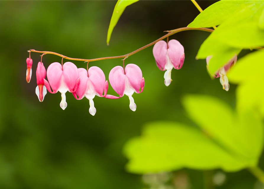 Dicentra spectabilis Mix