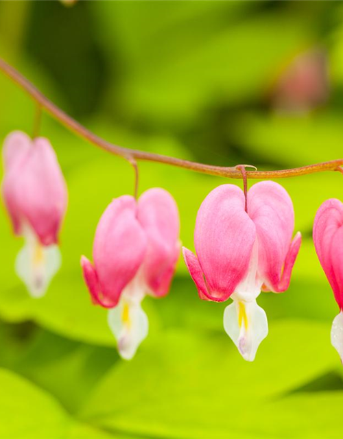 Dicentra spectabilis Mix