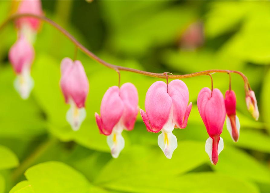 Dicentra spectabilis Mix