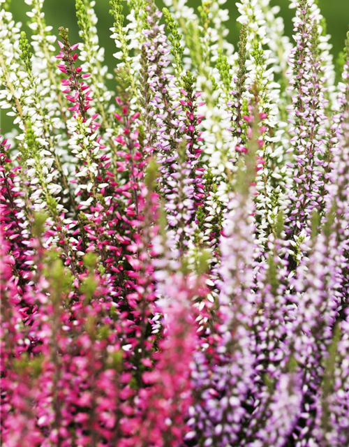 Calluna vulgaris Garden Girls Trio