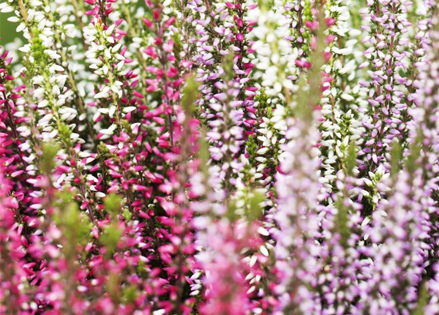 Calluna vulgaris Garden Girls Trio