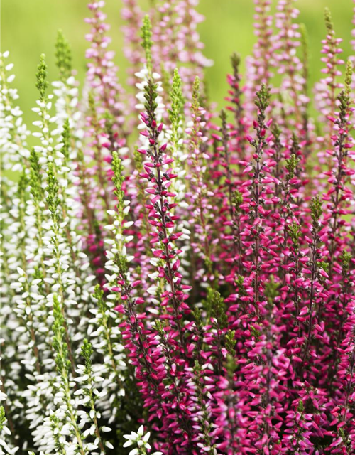 Calluna vulgaris Garden Girls Trio