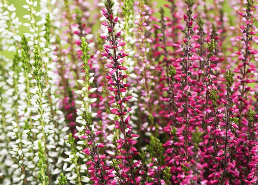 Calluna vulgaris Garden Girls Trio