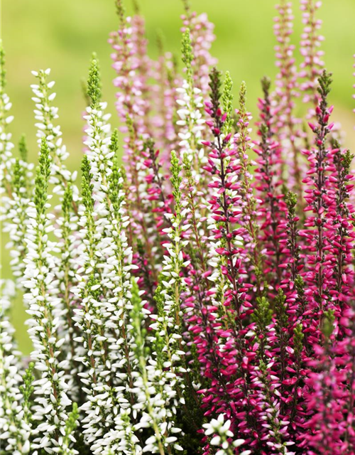 Calluna vulgaris Garden Girls Trio