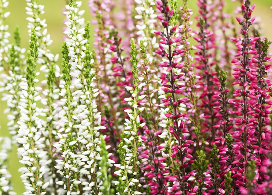 Calluna vulgaris Garden Girls Trio