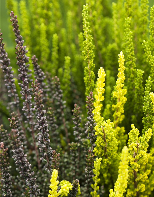 Calluna vulgaris Garden Girls Trio