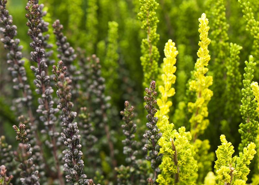 Calluna vulgaris Garden Girls Trio