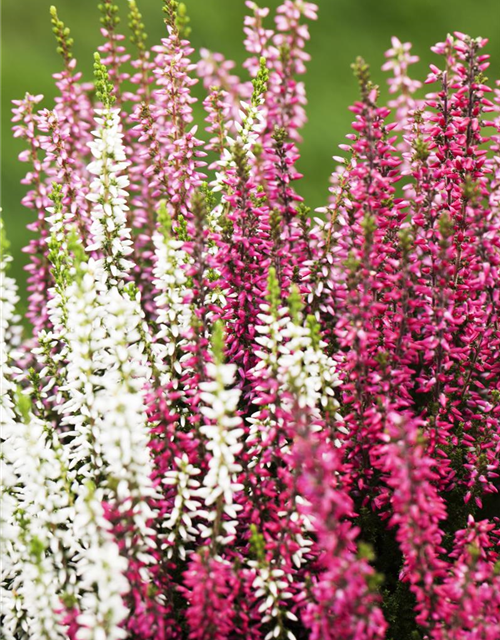 Calluna vulgaris Garden Girls Trio