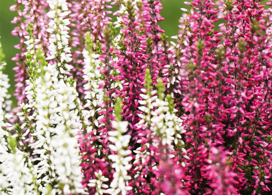 Calluna vulgaris Garden Girls Trio