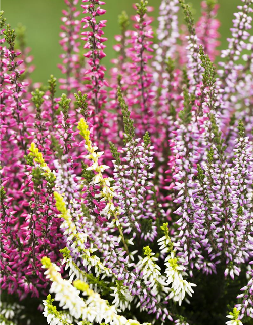 Calluna vulgaris Garden Girls Trio