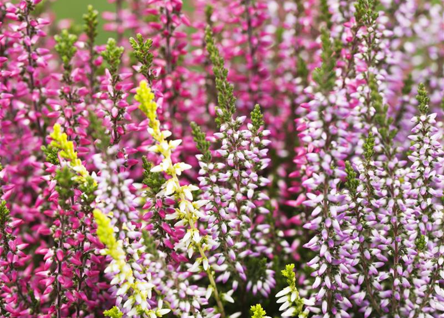 Calluna vulgaris Garden Girls Trio