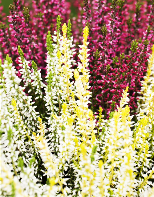 Calluna vulgaris Garden Girls Trio