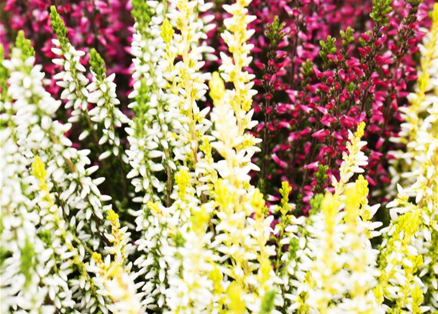 Calluna vulgaris Garden Girls Trio