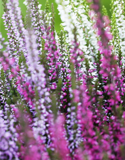 Calluna vulgaris Garden Girls Trio