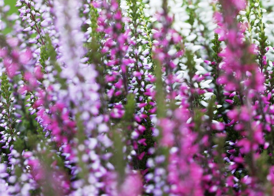 Calluna vulgaris Garden Girls Trio