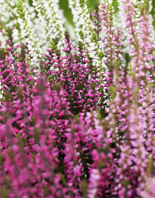 Calluna vulgaris Garden Girls Trio