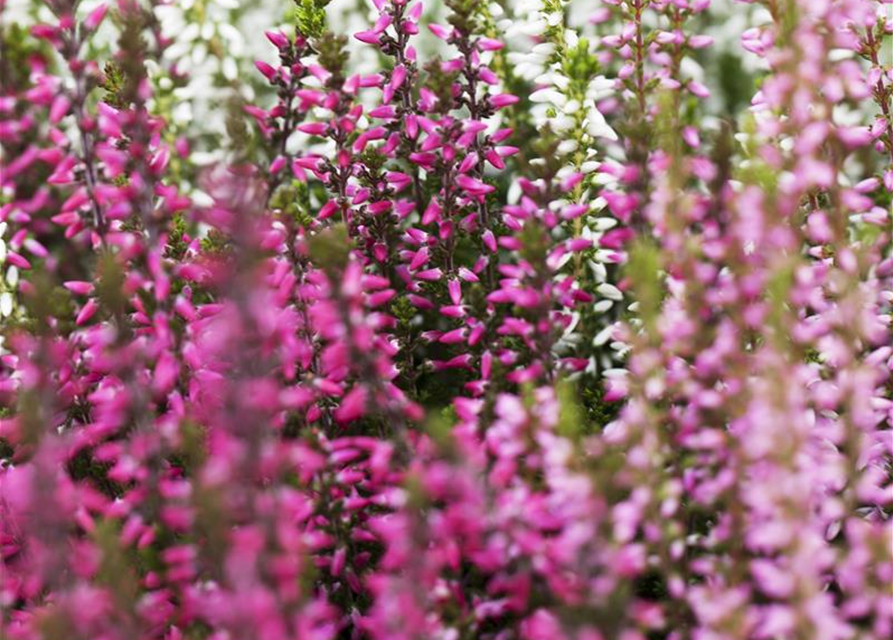 Calluna vulgaris Garden Girls Trio