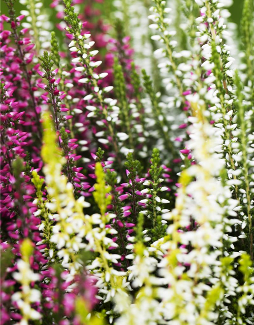 Calluna vulgaris Garden Girls Trio