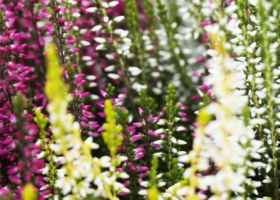 Calluna vulgaris Garden Girls Trio