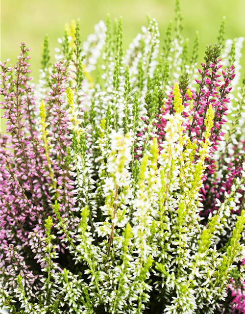 Calluna vulgaris Garden Girls Quattro