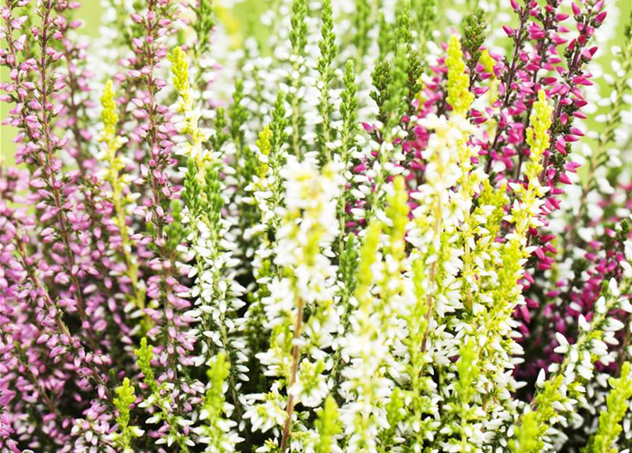 Calluna vulgaris Garden Girls Quattro