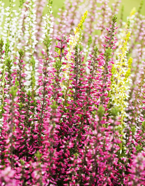 Calluna vulgaris Garden Girls Quattro