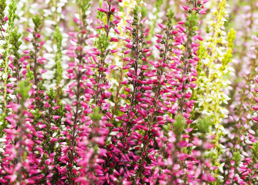 Calluna vulgaris Garden Girls Quattro