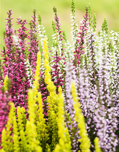 Calluna vulgaris Garden Girls Quattro