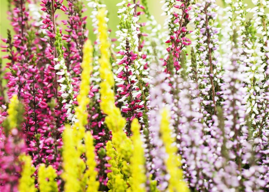 Calluna vulgaris Garden Girls Quattro