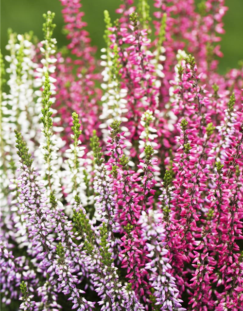 Calluna vulgaris Garden Girls Quattro