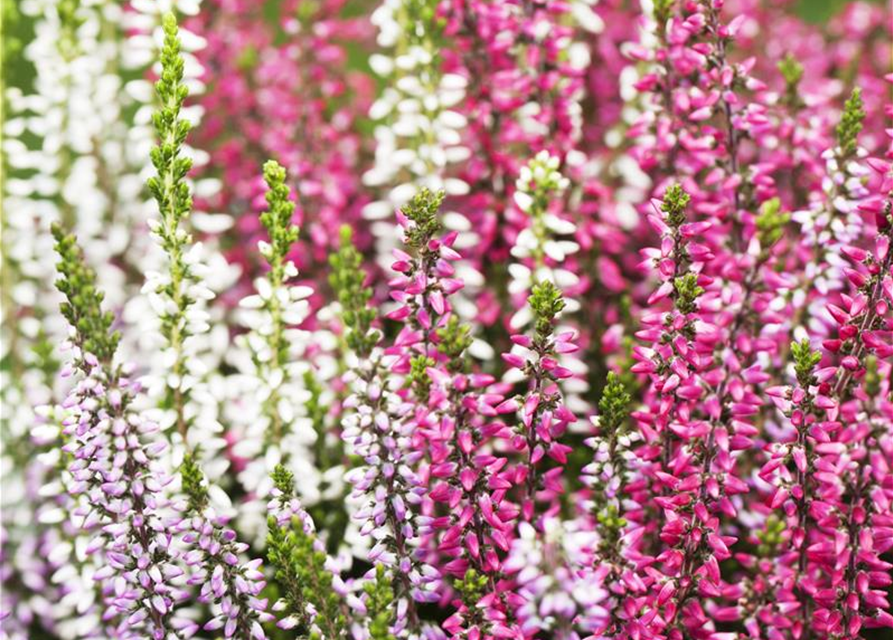 Calluna vulgaris Garden Girls Quattro