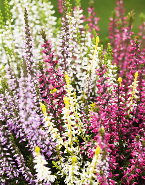 Calluna vulgaris Garden Girls Quattro