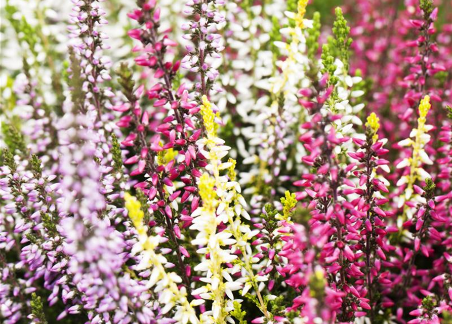 Calluna vulgaris Garden Girls Quattro