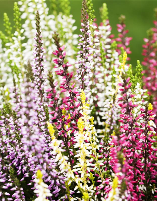 Calluna vulgaris Garden Girls Quattro