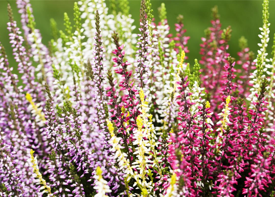 Calluna vulgaris Garden Girls Quattro