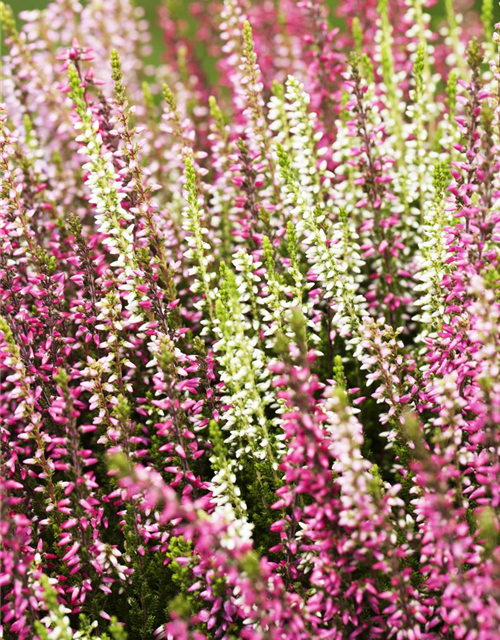 Calluna vulgaris Garden Girls Quattro