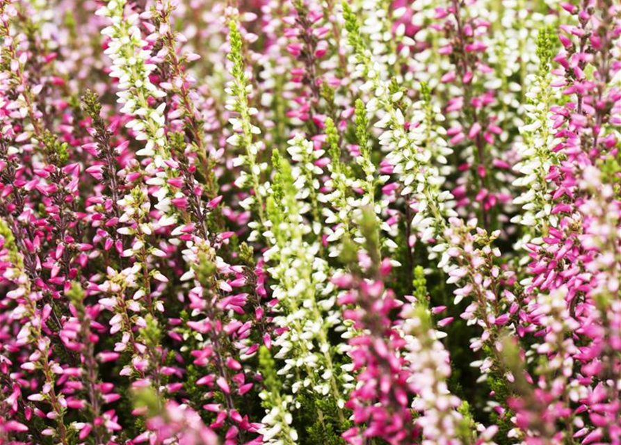 Calluna vulgaris Garden Girls Quattro