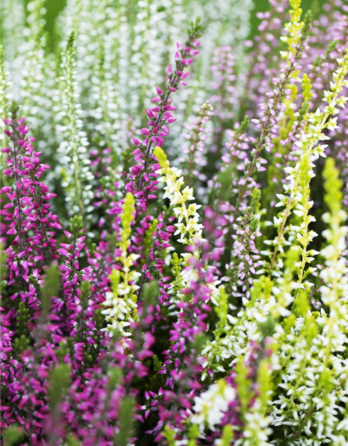 Calluna vulgaris Garden Girls Quattro