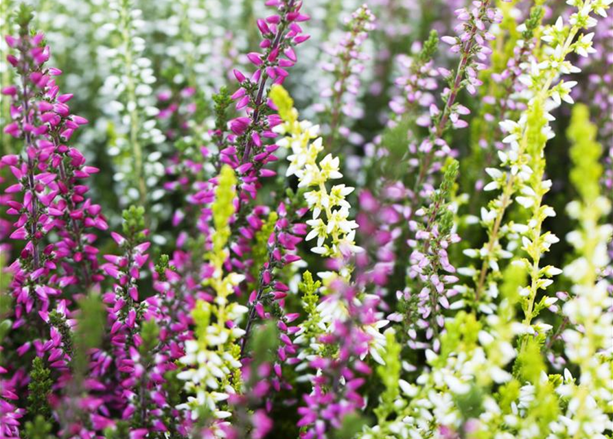 Calluna vulgaris Garden Girls Quattro