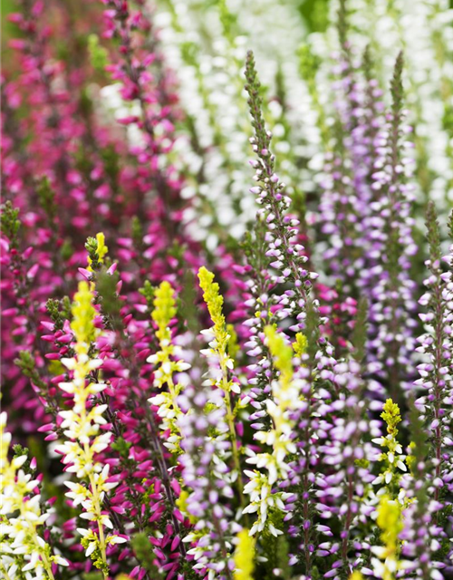 Calluna vulgaris Garden Girls Quattro