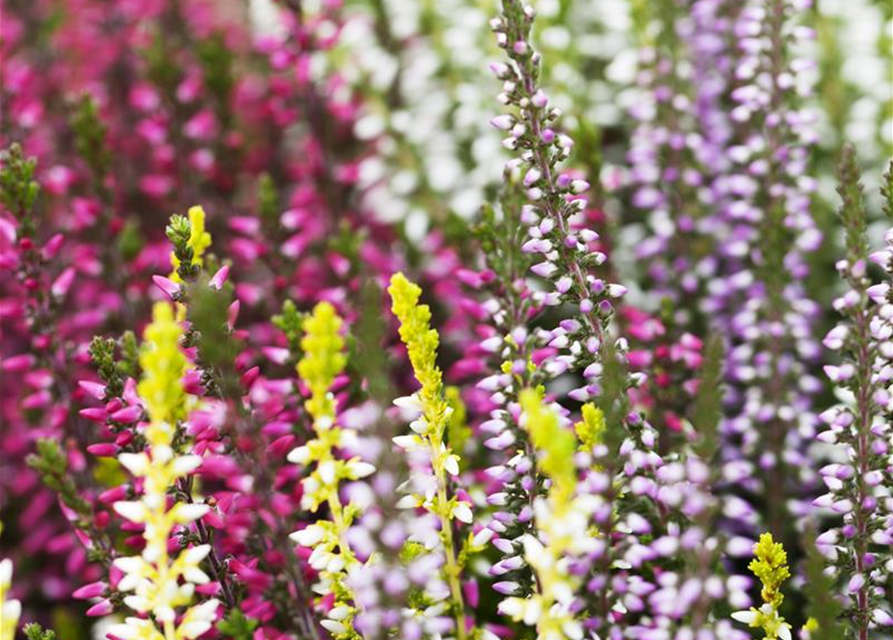 Calluna vulgaris Garden Girls Quattro