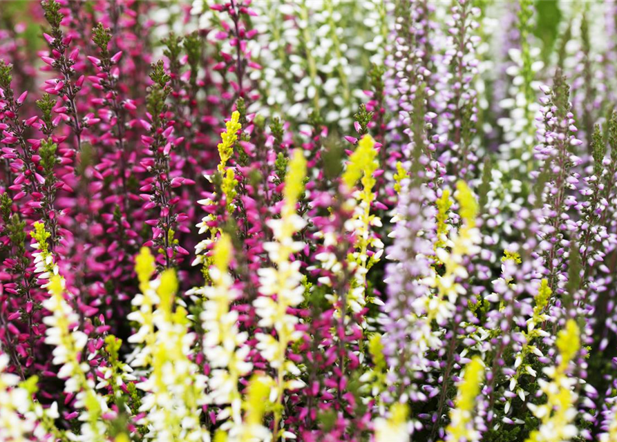 Calluna vulgaris Garden Girls Quattro