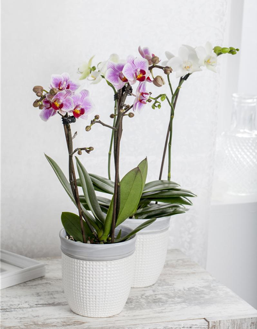 Phalaenopsis Midi