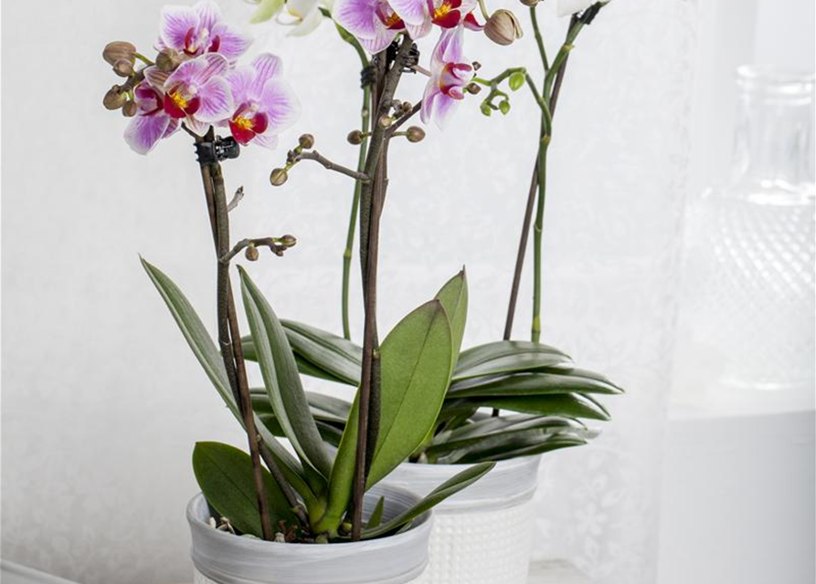 Phalaenopsis Midi