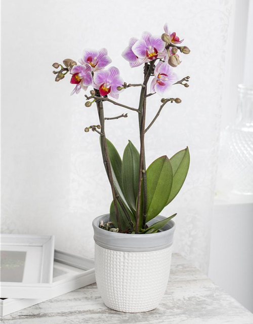 Phalaenopsis Midi