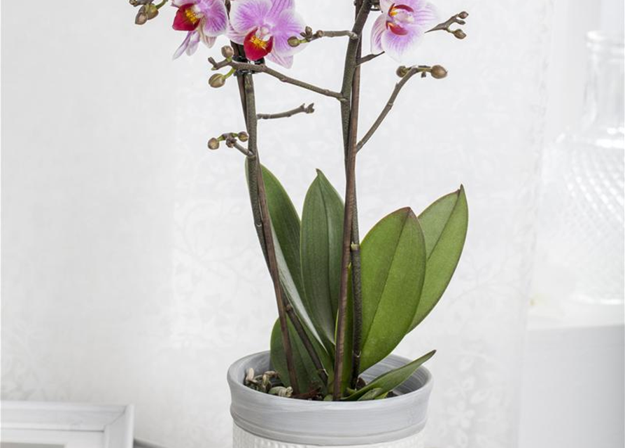 Phalaenopsis Midi