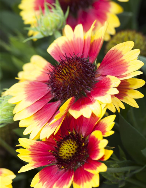 Gaillardia x grandiflora Sunset Cutie