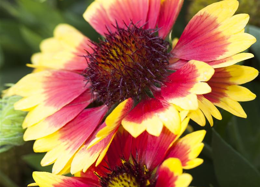 Gaillardia x grandiflora Sunset Cutie