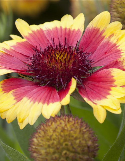 Gaillardia x grandiflora Sunset Cutie